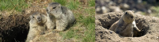 cute marmots or groundhogs