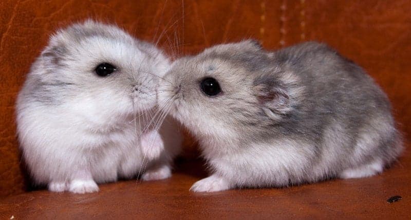 likes and dislikes hamsters kissing