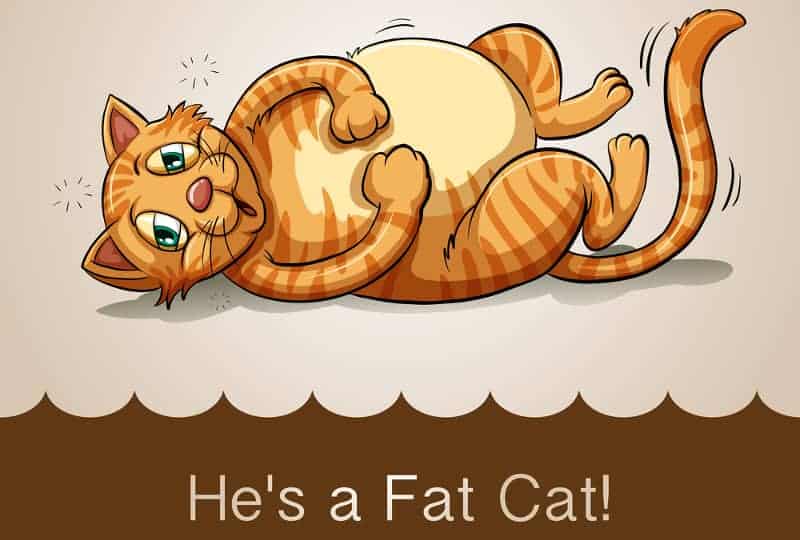 a fat cat