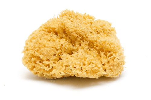 a sponge to illustrate how children learn like sponges